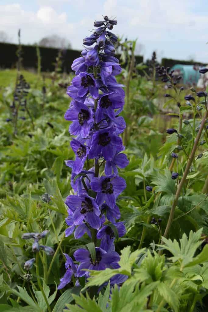 Delphinium 'Black Knight' ---